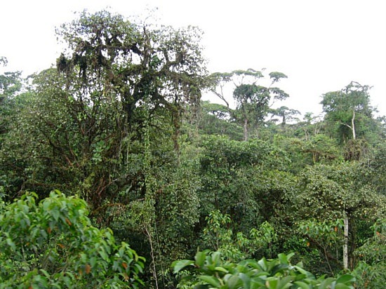 before deforestation before deforestation