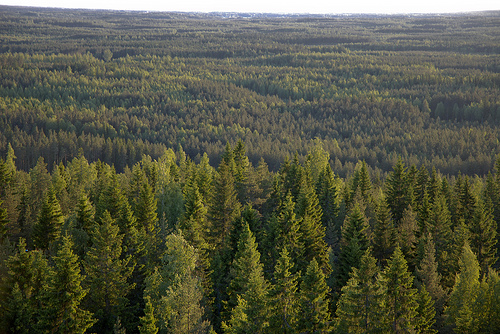 after deforestation after deforestation